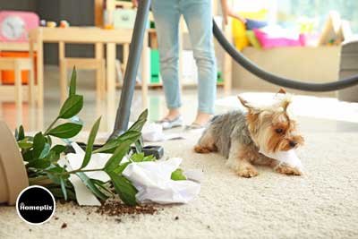 best-canister-vacuum-for-pet-hair
