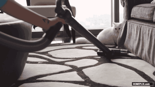 Cats_vs_Vacuum