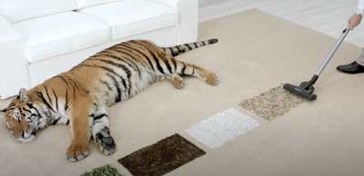 sleeping-tiger