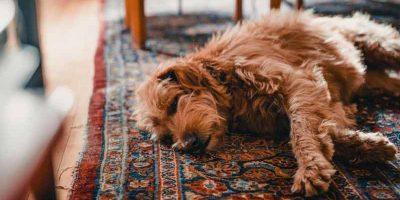 What to Look for in a Rug That Will Survive Your Dog