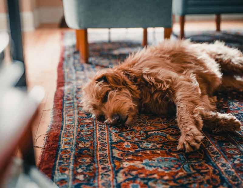 taking-care-of-your-rug-when-you-have-a-dog-pet-friendly-rugs-800